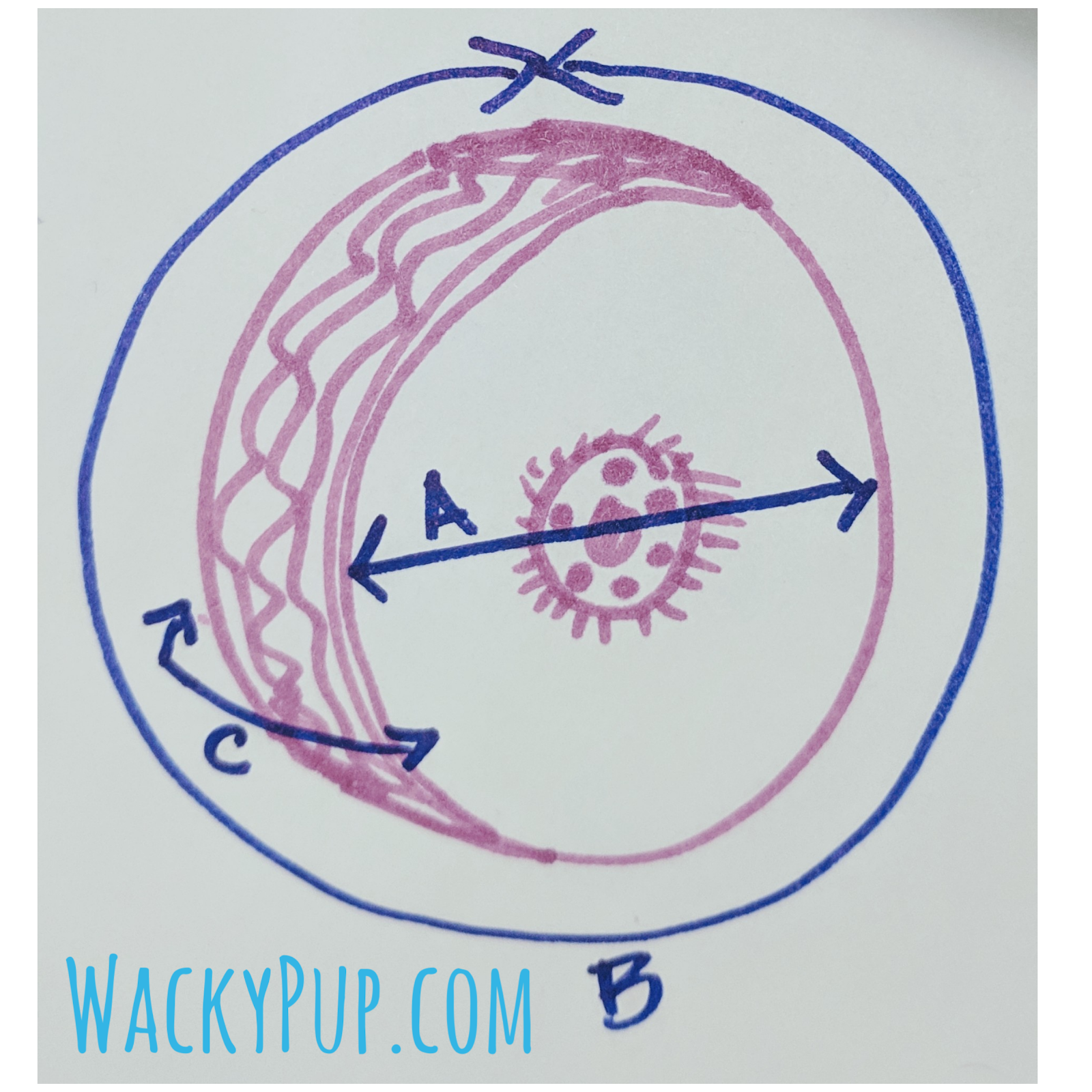 Wacky Pup How to Sew an RV / Trailer Spare Tire Cover for less than