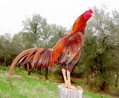 Jenis ayam bangkok suro serta kelebihan ayam bangkok suro - SATU UNTUK SEMUA