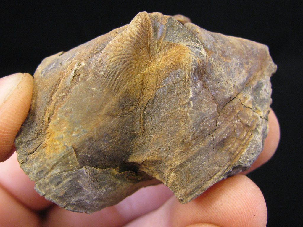 Views of the Mahantango Crushed/warped Spirifer fossils from the