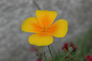 ハナビシソウ／カリフォルニアポピー