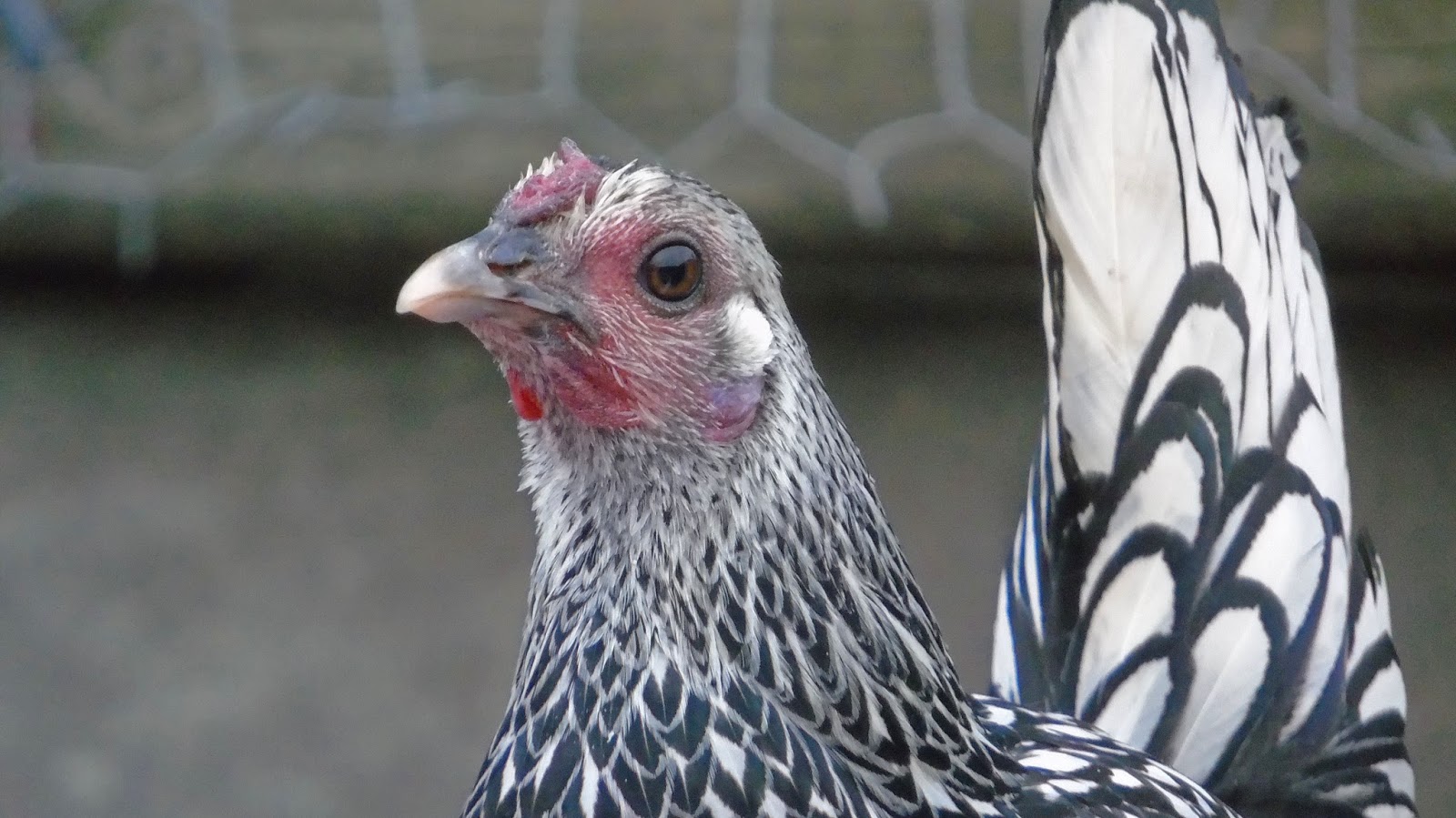 The Backyard Barnyard Best Chicken Breeds for Preppers