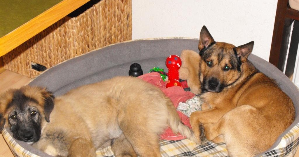 Überraschungspaket Hund ein Hundeblog der zeigt, wie unterschiedlich