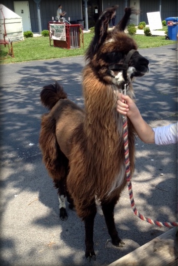 Kentucky Sheep and Fiber Festival