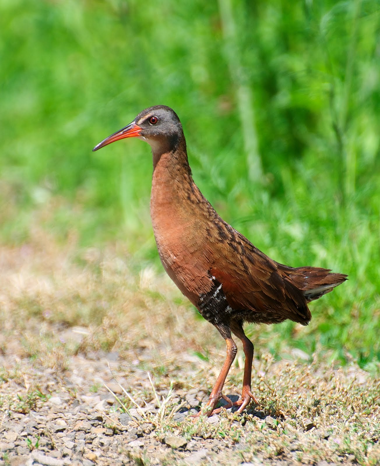 NW Bird Blog Virginia Rail nw-bird-blog-virginia-rail