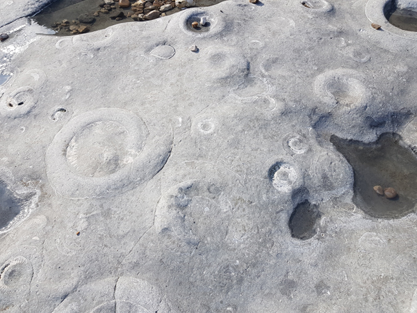 Ammonite flooring in Lyme Regis