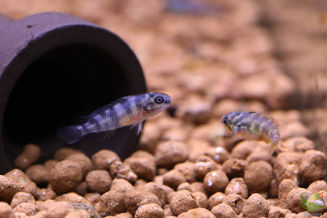 Nanochromis transvestitus from kongo