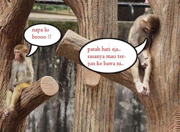 angker kumpulan monyet lucu