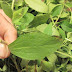 Quer parar de fumar? Erva encontrada na natureza destrói instantaneamente seu desejo de fumar (Saiba como cultiva-la)
