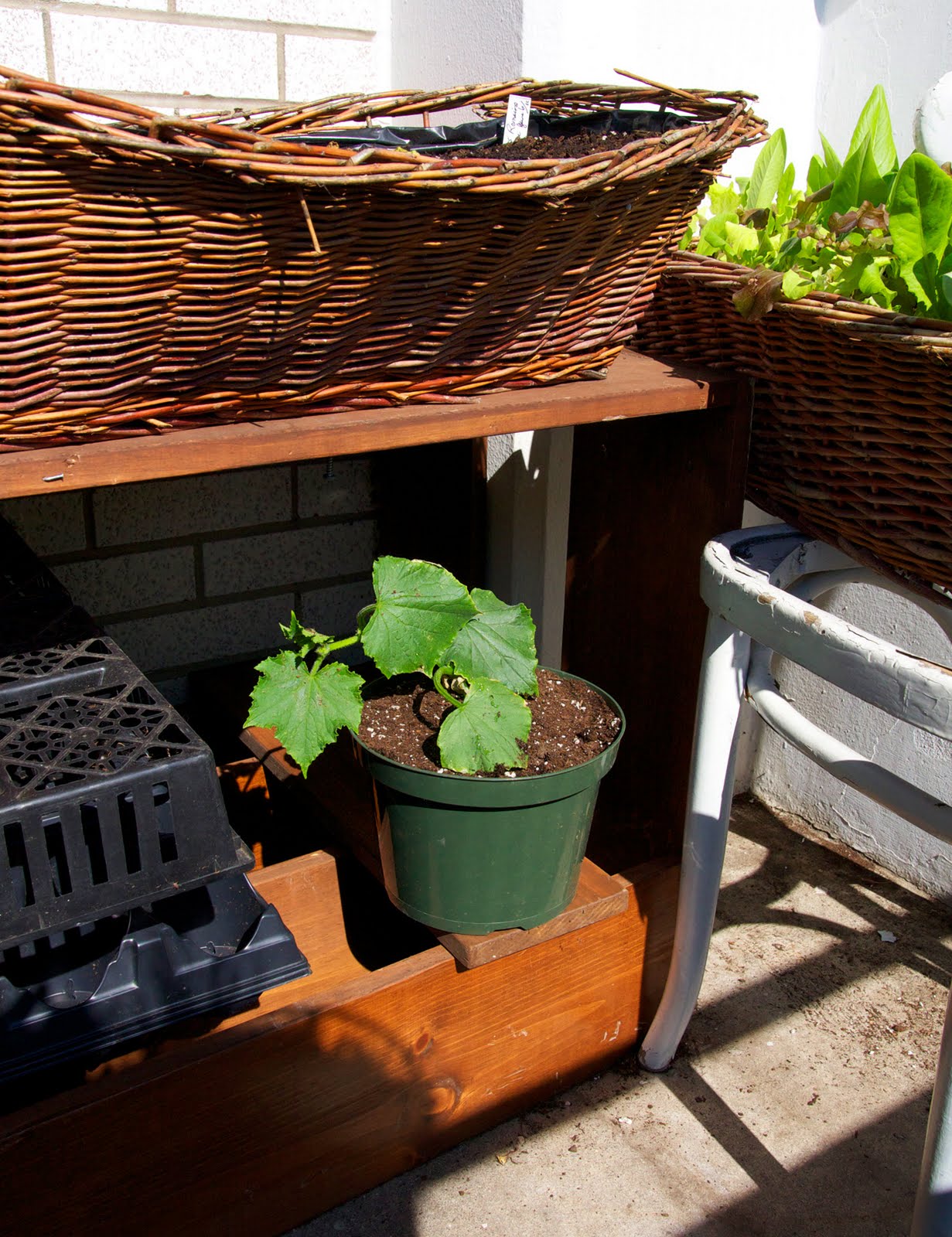 Toronto Balcony Gardening Transplanting the Cucumber into a Container