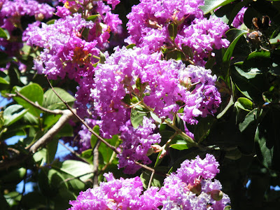 close up of flowering pink crepe myrtle blossoms
