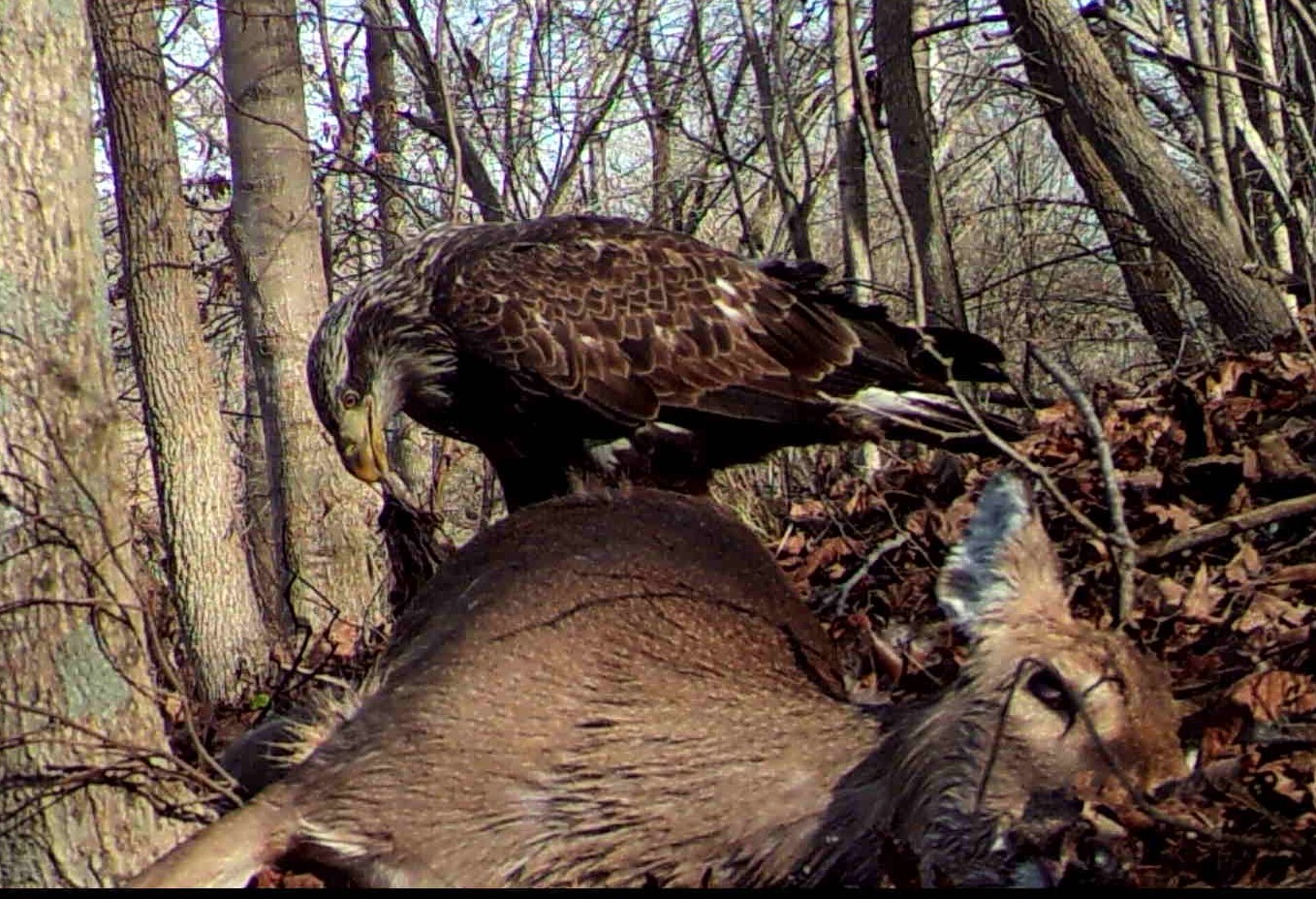 Life on The Edge What's eating that deer?