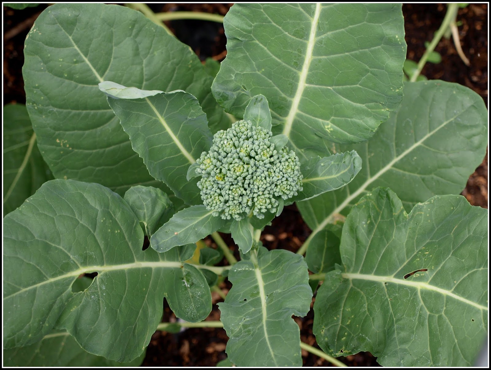 Mark�s Veg Plot When will my Broccoli be ready?