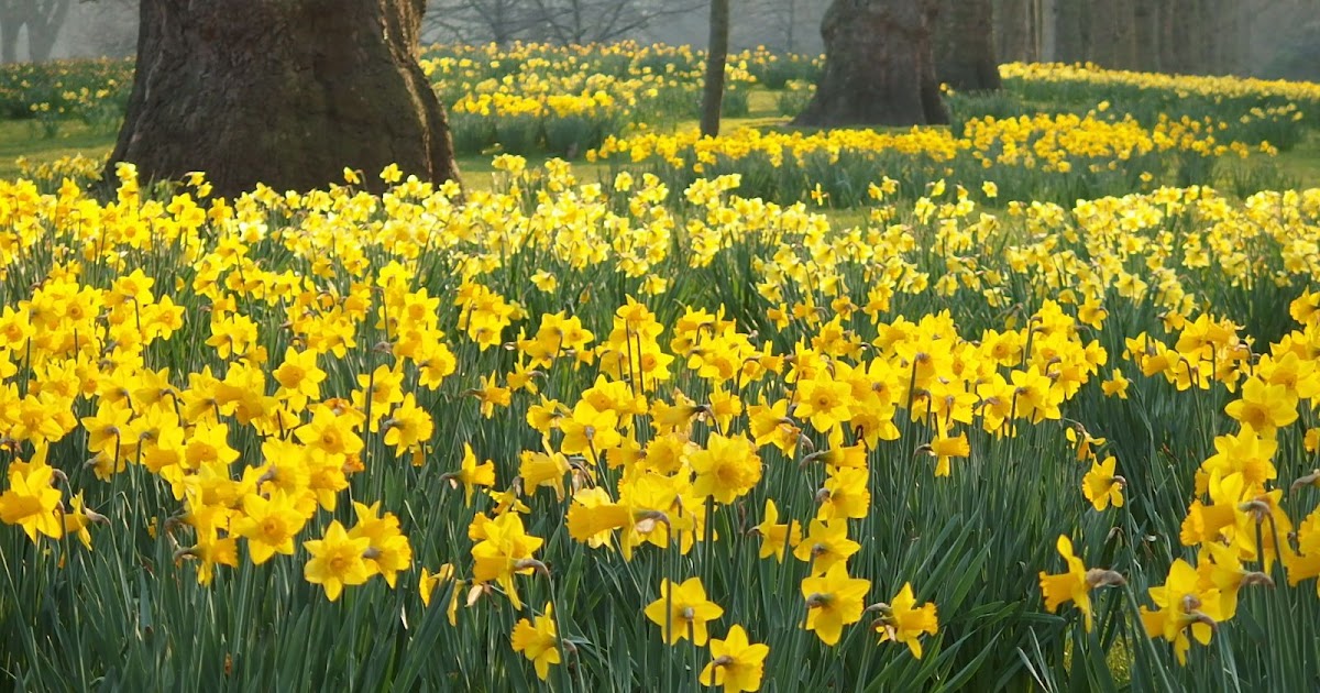 Plant Profiles Daffodils