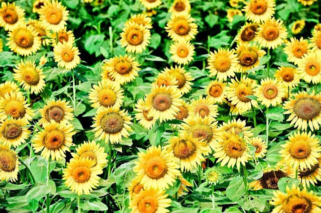 مهرجان زهور دوار الشمس في اليابان