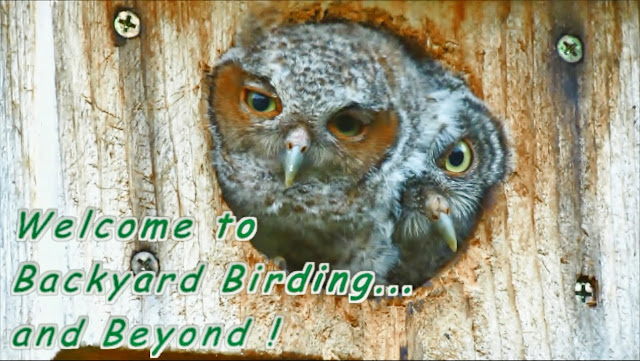 Backyard Birding Bird and Wildlife Videos