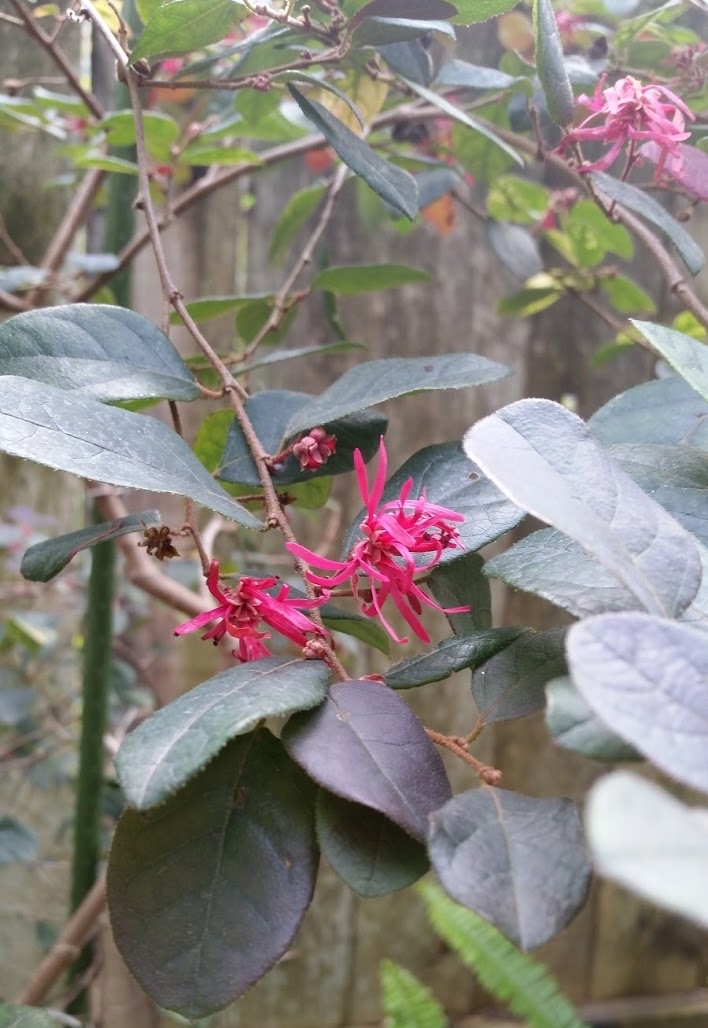 Loropetalum Chinese Fringe Flower Shrubs