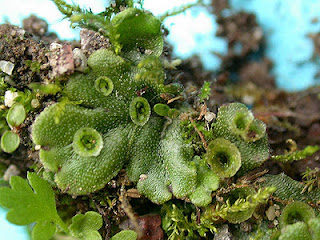 Line Biologi Bryophyta