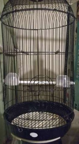 Kandang Burung Lovebird Bekas Tentang Kolam Kandang Ternak