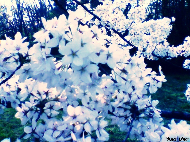 sakura_flower.jpg