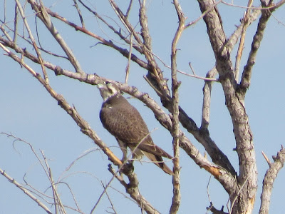 Sacramento National Wildlife Refuge