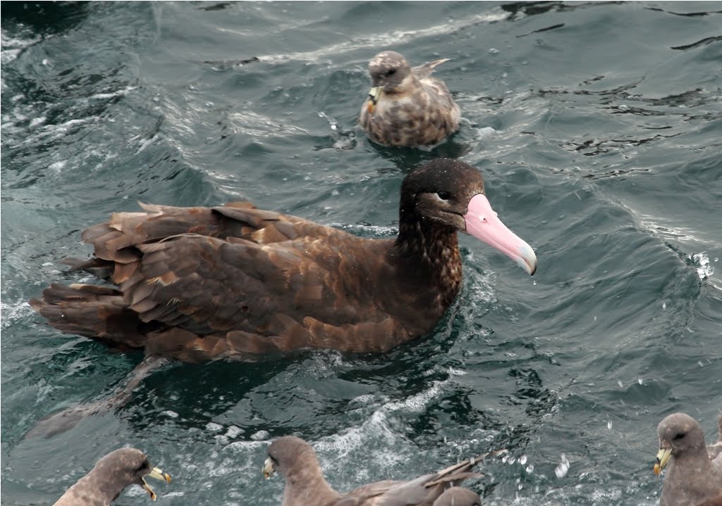BC Rare Bird Alert: Short-tailed Albatross off Haida Gwaii