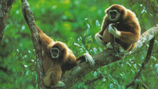 gibbons_apes