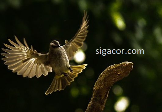 100 Gambar Gambar Burung Trucukan Paling Bagus