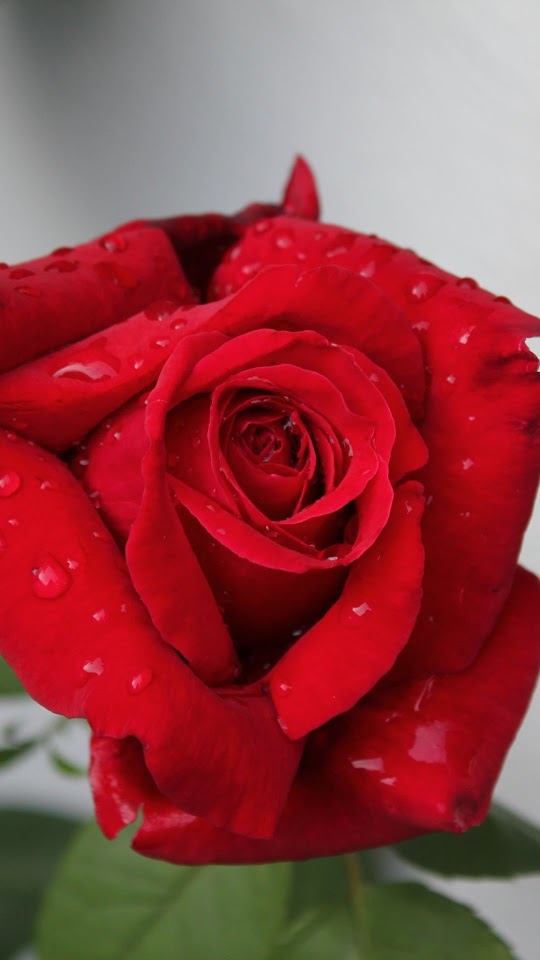 Red Rose Closeup  Android Best Wallpaper