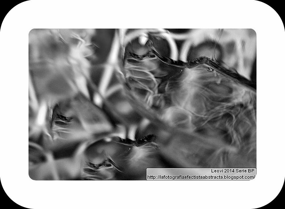 Foto Abstracta 3063 Te escondes en un bosque de pliegues azucarados - You hide in a forest of sugar folds Foto Abstracta 3063 Te escondes en un bosque de pliegues azucarados - You hide in a forest of sugar folds