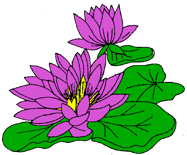 clipart water lily - photo #2