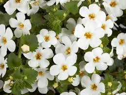 bacopa%2Bscopia.png