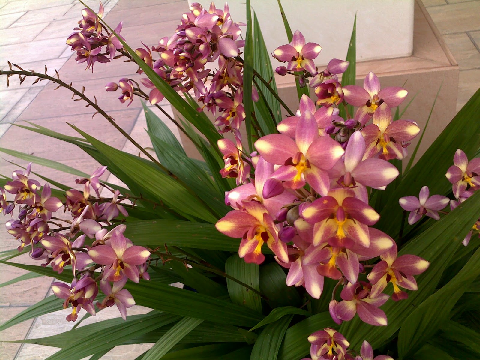  bunga anggerik  orchid My LiFe FuLL of MeMoRy