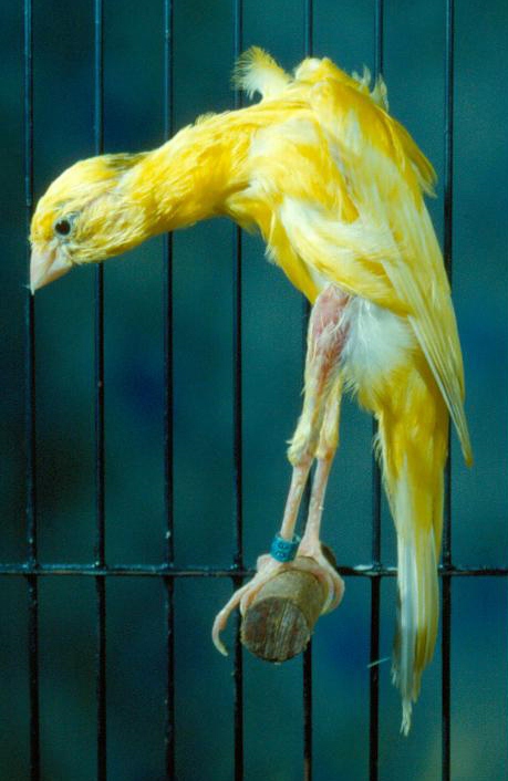 Основные характеристики канареек горбатых