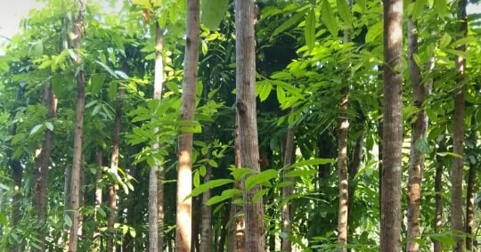 Gambar Pohon Kayu Mahoni - Gambar Bagian Tumbuhan