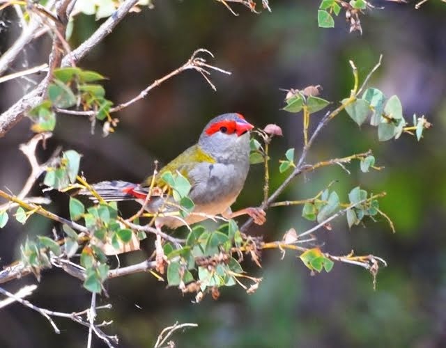 Red-browed Finch 1143