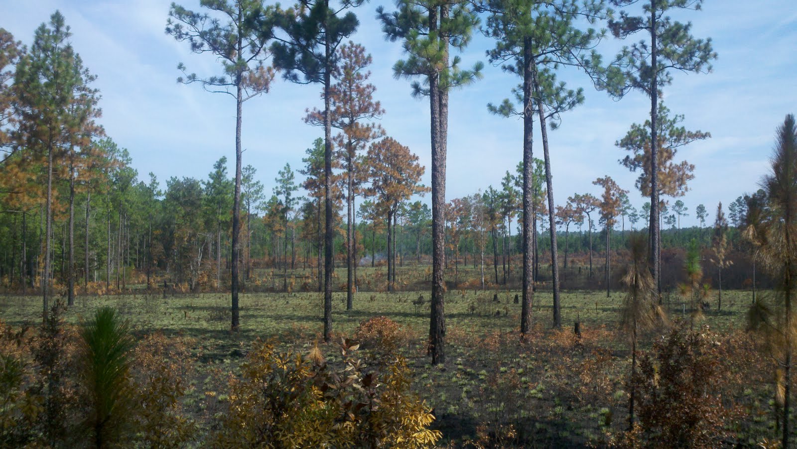 Friends of Conecuh National Forest August 2011