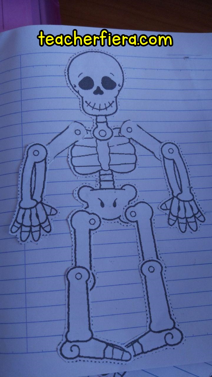 teacherfiera.com: YEAR 2 UNIT 8 ASSEMBLING THE SKELETON CUT-OUTS
