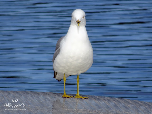 Seagull On Dock