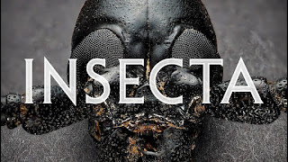 Ver documental Insecta Online