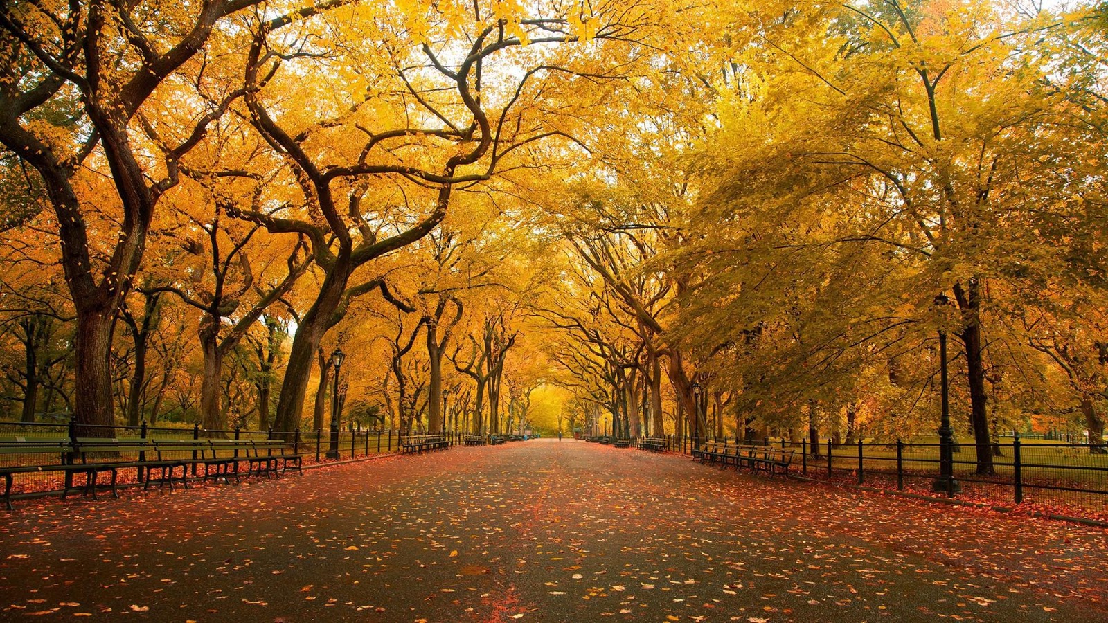 Autumn Wallpaper HD Widescreen Desktop | Free High Resolution