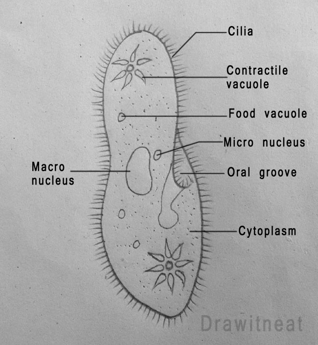 Labeled Diagram Of Paramecium