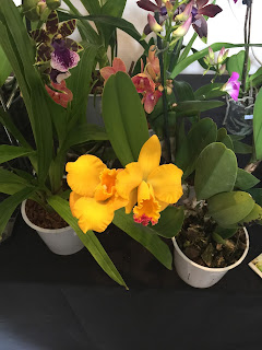 , Orchidee dal mondo – 2016 – Monteporzio Catone, diarid'orchidee