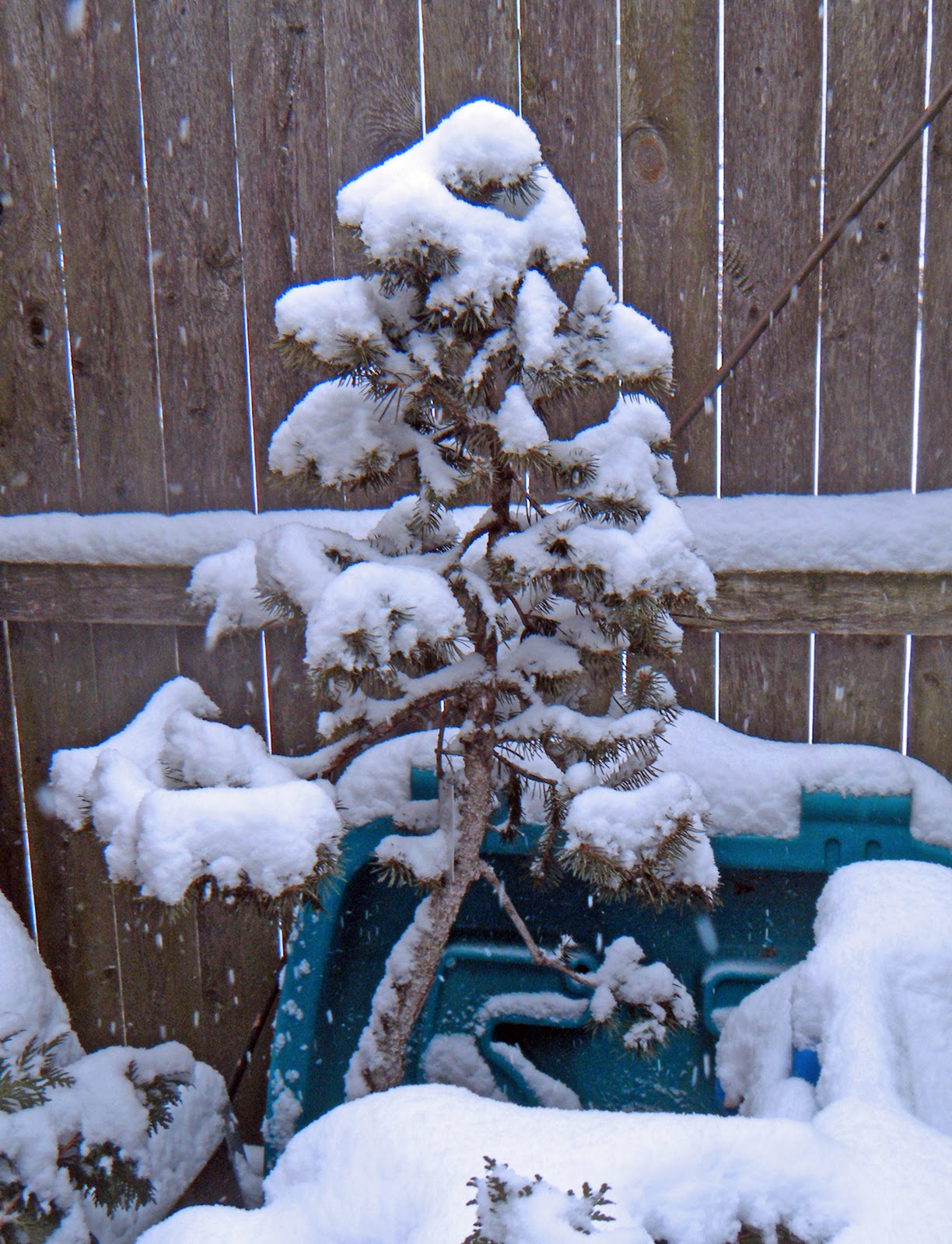 Bonsai in Hoosierland Snow blanket, literally
