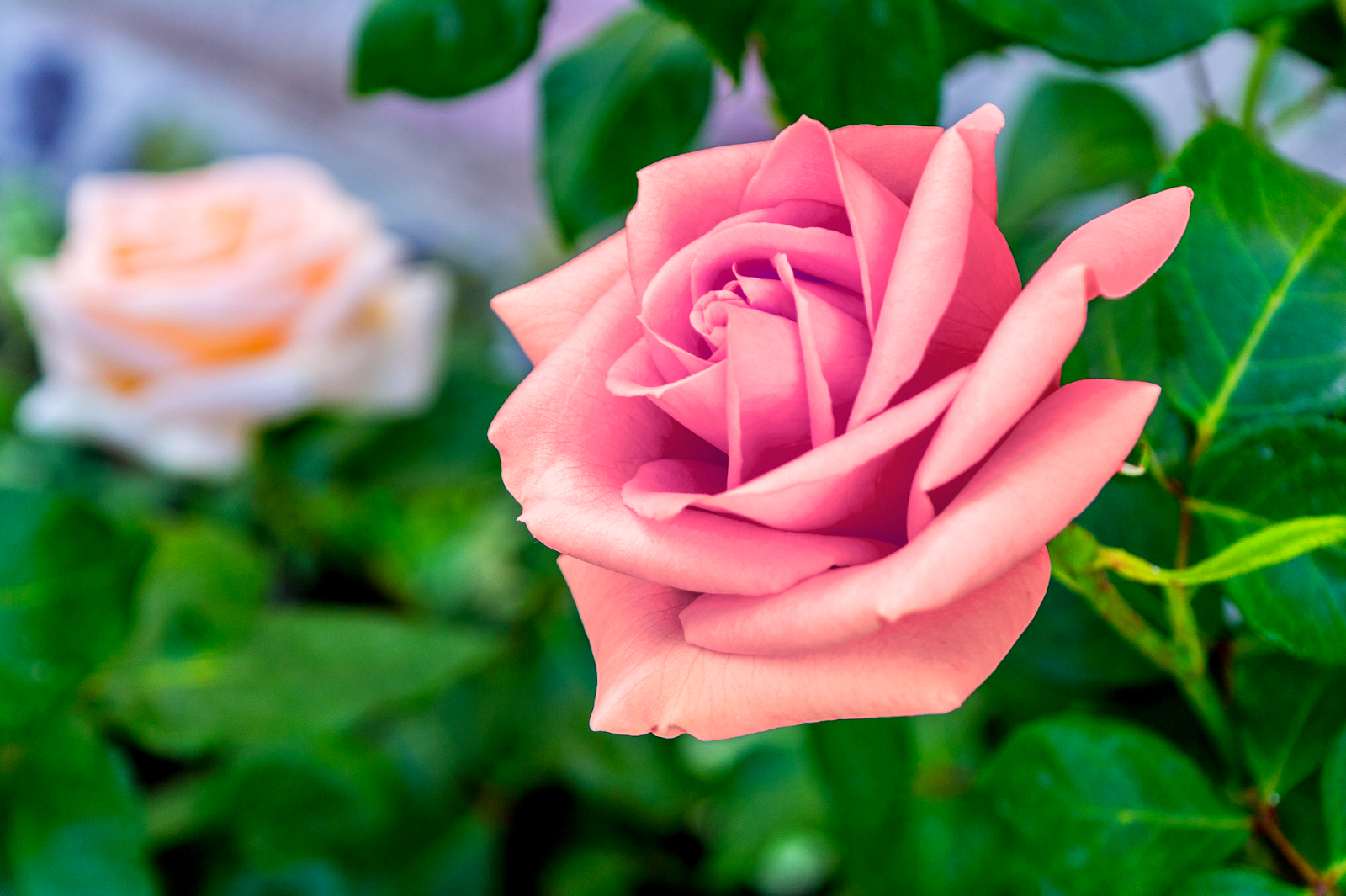 Kumpulan Galeri Gambar  Bunga  Mawar  Pink Merah  Muda Cantik  