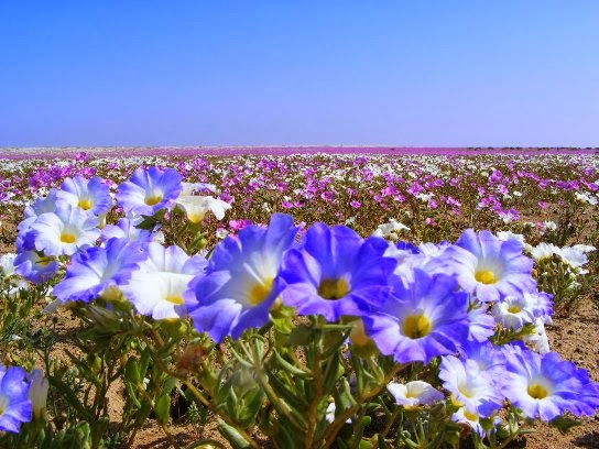 desierto florido Atacama Chile