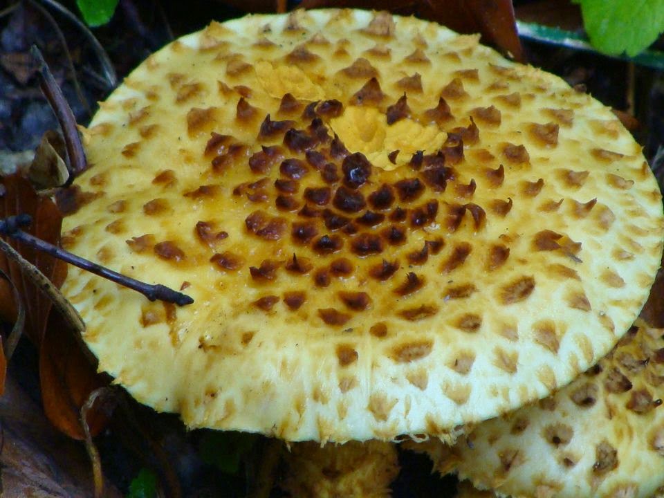 Pholiota squarrosa DSC26771