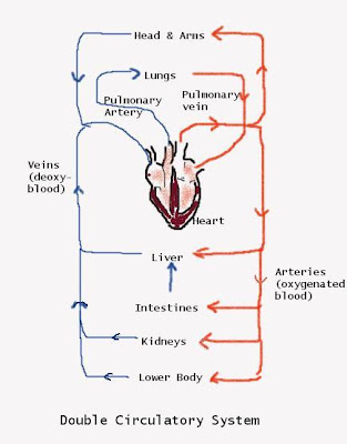 CBSE Papers, Questions, Answers, MCQ: Class 10 - Biology - CH6