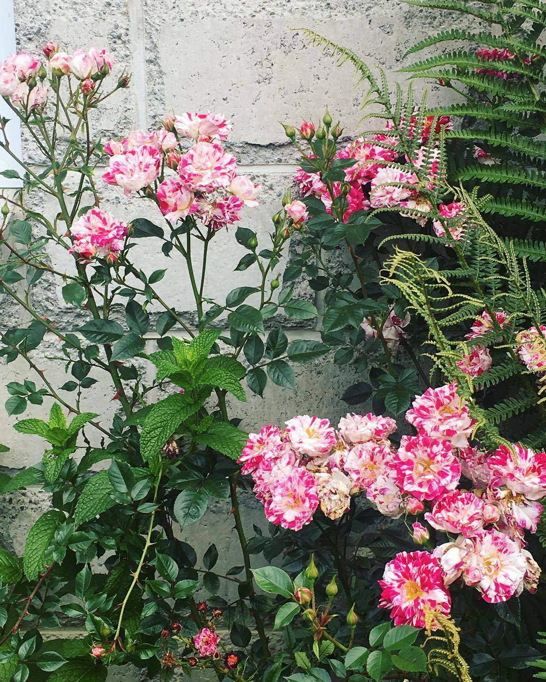 40 Gambar Bunga Rose Untuk Wallpaper Ponsel 40 Gambar Bunga Rose Untuk Wallpaper Ponsel