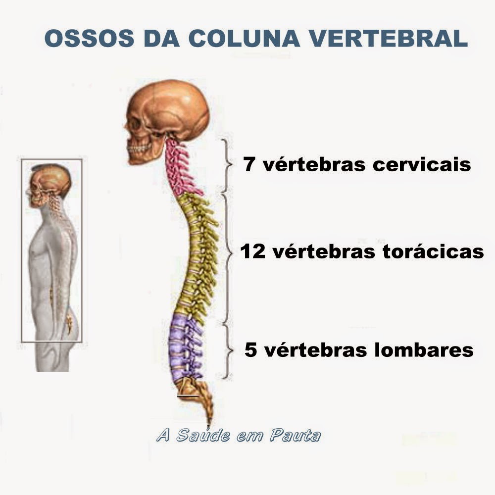 Nomes e localização dos ossos da coluna vertebral