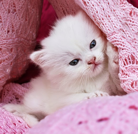 Top 5 Cute Cats Make Your Life Happier